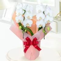Funeral Fiori