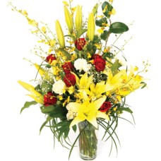 Brio Yellow (BASE)