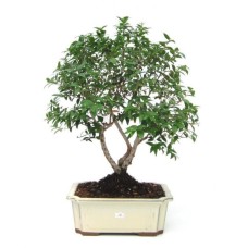 Bonsai tree (BASE)