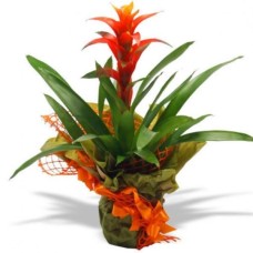 Guzmania plant (BASE)