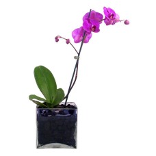 Pianta di orchidea (BASE)