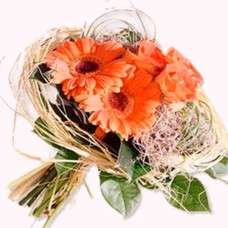 Peach Gerbera (BASE)