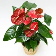 Anthurium plant (BASE)