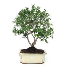 Alberetto Bonsai (Medium)