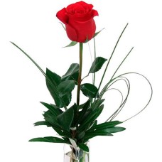 Glamorous Red Rose (BASE)