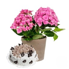 Pianta di ortensia rosa con torta deliziosa (Raffinata)