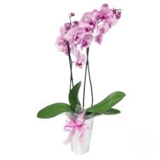 Pale pink orchid plant (Refined)