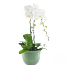 White orchid plant (Refined)