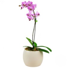 Pink orchid plant (Refined)