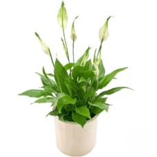 Spatiphyllum plant (Refined)