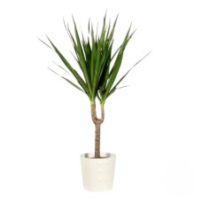 Green Plant (Refined)