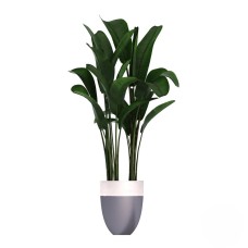 Strelitzia (raffinata)