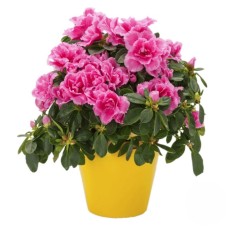 Azaleas Plant (Refined)
