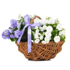 Cestino bianco e blu per neonato (elegante)
