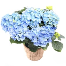 Blue hydrangea plant (Refined)
