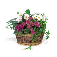 Invia un cesto di fiori sorriso