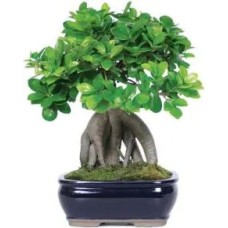 Bonsai (Composizione Classica)