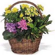 Sympathy basket (Classic Composition)