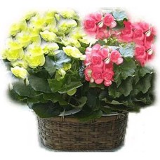 Begonia bis (Composizione classica)