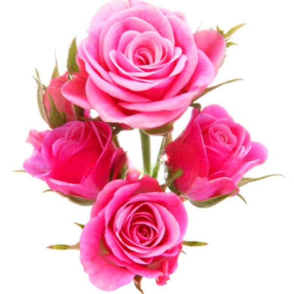 Sogno Rosa (BASE)