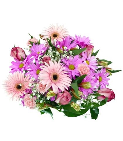 Sweet Gerberas (BASE)