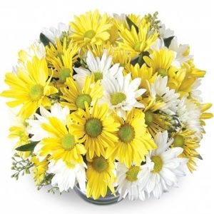 Daisies Bicolor (BASE)