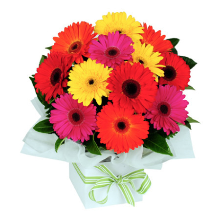 Gerberas mix (BASE)