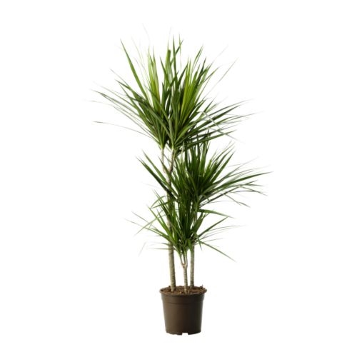 Dracaena plant (BASE)