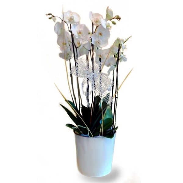 White Orchid (BASE)