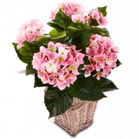 Hydrangea plant (BASE)