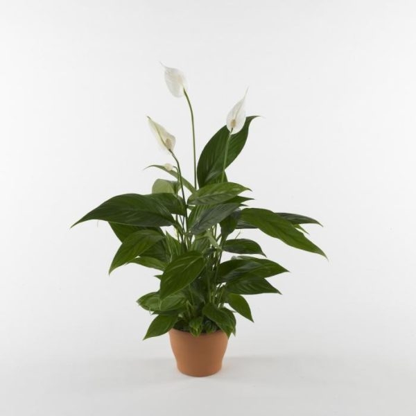 Spathiphyllum plant (BASE)