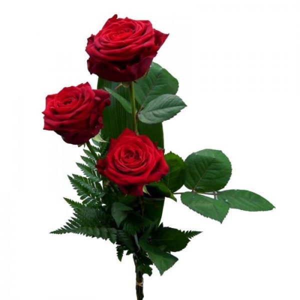 Tris Roses (BASE)