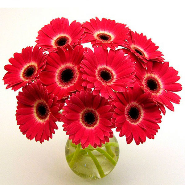 Red love (BASE)