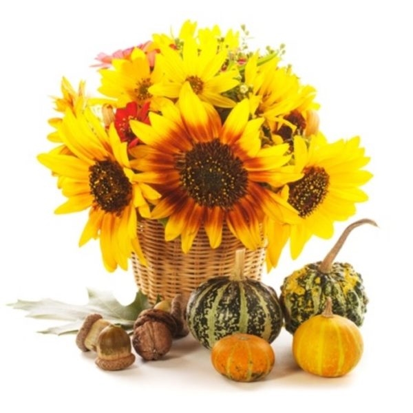 Girasoli in un cesto (BASE)