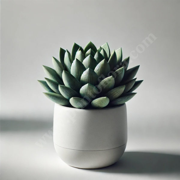 Haworthia Plant (BASE)