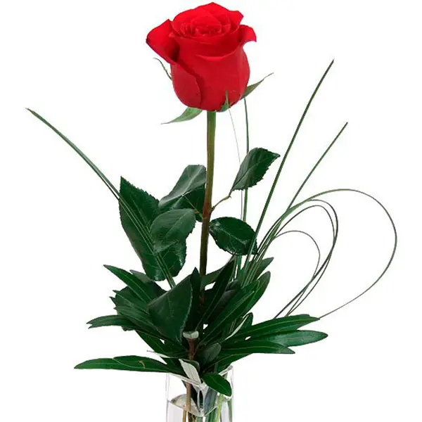 Glamour Red Rose (DELUXE)