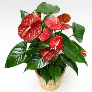 Anthurium plant (BASE)