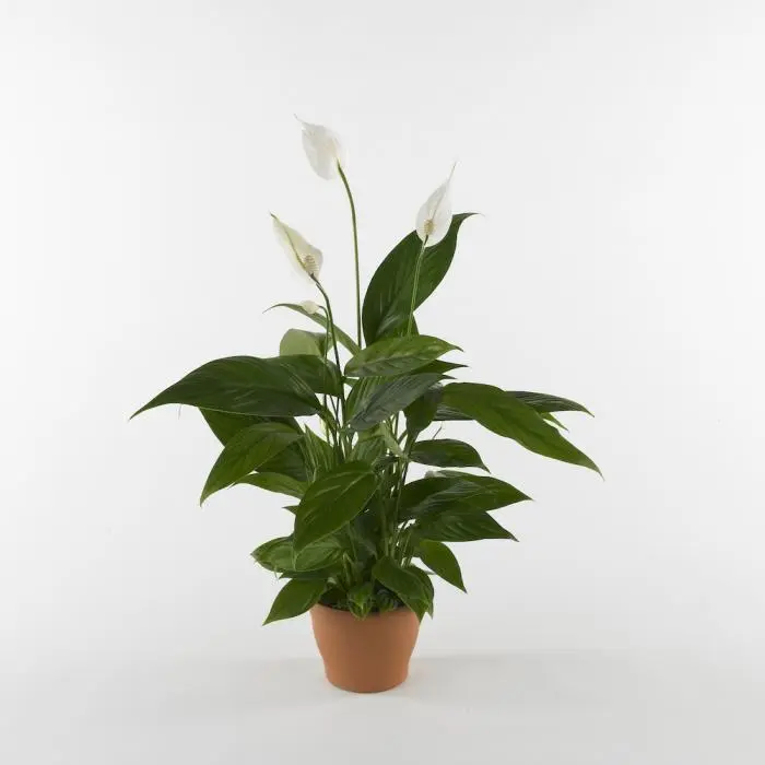 Spathiphyllum plant (BASE)
