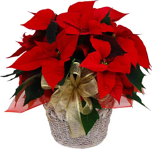 Stella Di Natale Rossa (Medium)
