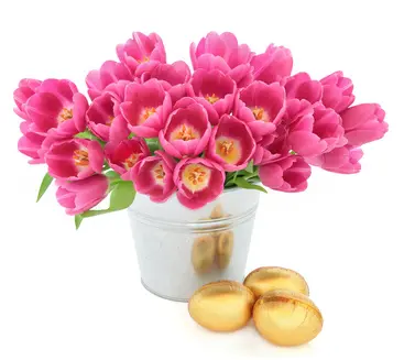 Fuchsia Easter (BASE)