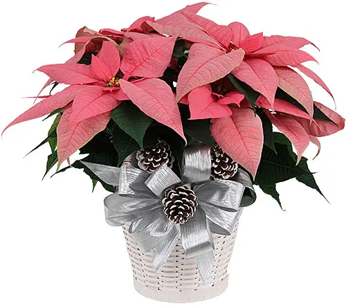 Stella Di Natale Rosa (SPECIALE)
