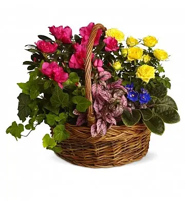 Cesto Fiorito (SPECIALE)