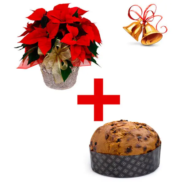 Stella e Panettone (BASE)