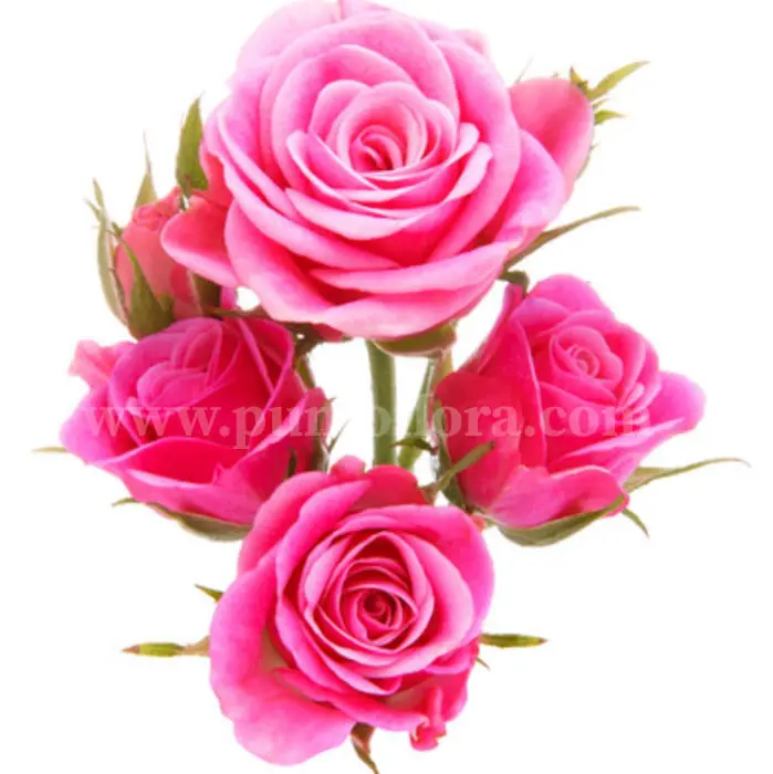 Sogno Rosa (Speciale)
