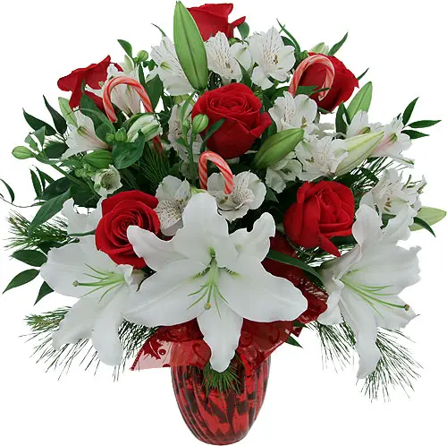 Candore del Natale (BASE)