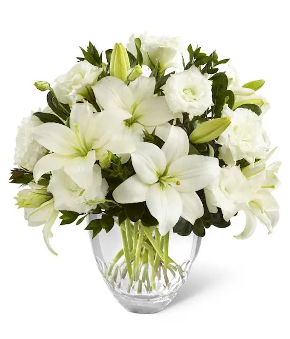 Candor White (BASE)