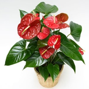 Anthurium plant (BASE)