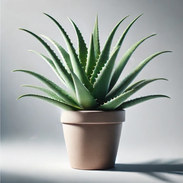 Aloe plant (BASE)