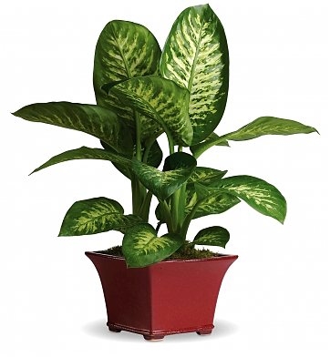 Diffenbachia plant (BASE)