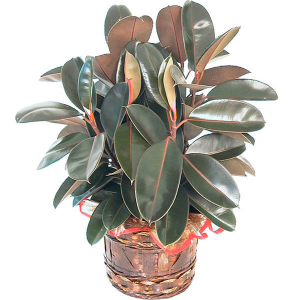 Rubber plant (BASE)